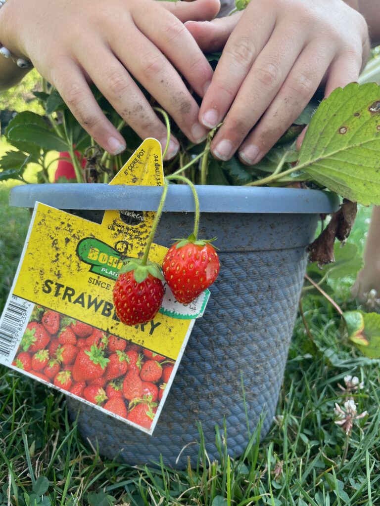 strawberry Plant